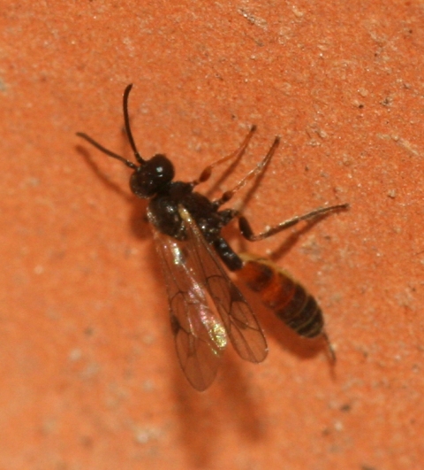 3 imenotteri sfarfallati da galle di rosa canina.